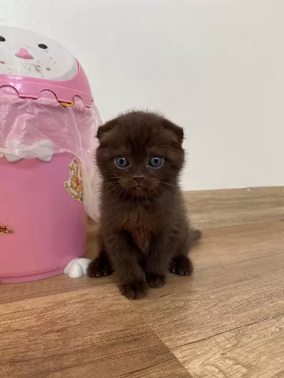 Çikolata Renkli Scottish Fold Yavrumuz Yuvasını Arıyor