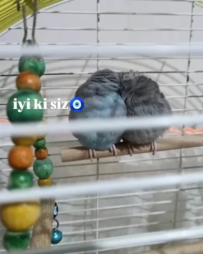 Hazır Çift Forpus Papağanı