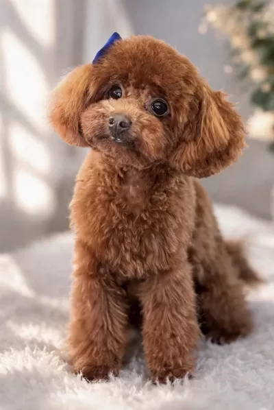 Kore Poodle Küçük İrk