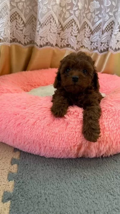 Toypoodle Yavrularımız