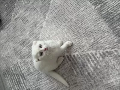 Sıfır Kulak 2 Aylık Scottish Fold