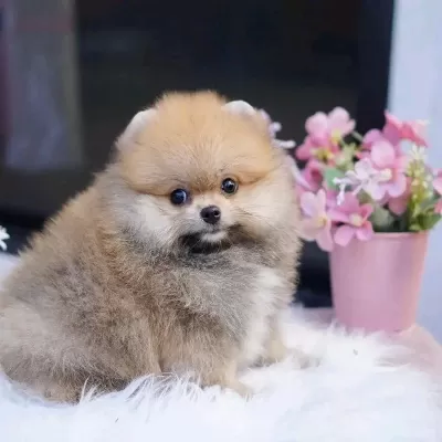 Pomeranian Kg Garantili Yavrularımız
