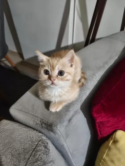 2 Aylık Erkek Wc Eğitimli British Shorthair
