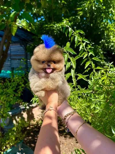 Orjinal Pomeranian Boo