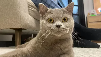Ücretsiz Acil Sahiplenme British Shorthair