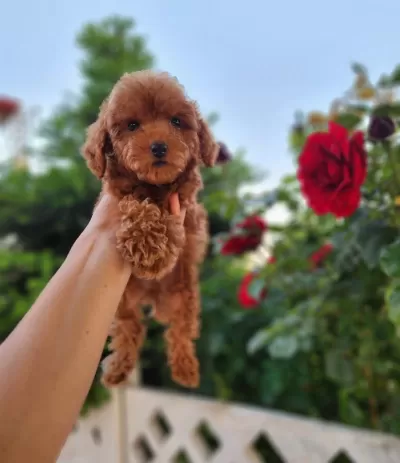 Toypoodle Yavrularımız