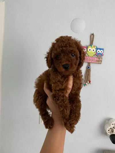 Red Brown Poodle Yavrularım Orijinal
