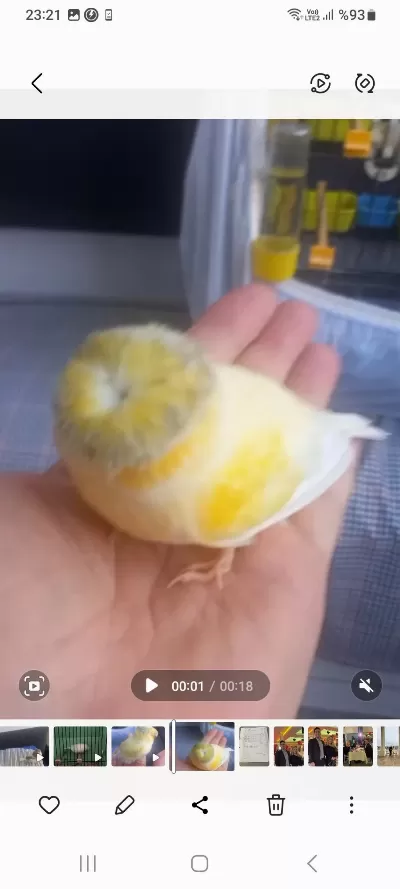 Sağlıklı Gloster Kanaryamız