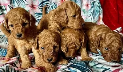 Toy Poodle İrk Garantili Yavrular