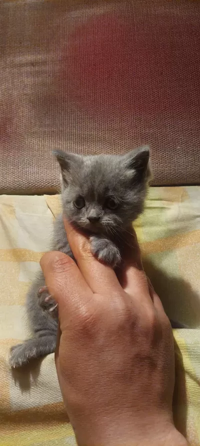 Sevimli British Shorthair Bebekler