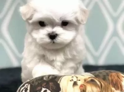 Maltese Bebeklerimiz