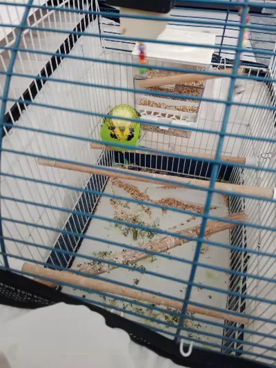 Erkek Jumbo Muhabbet Kuşu