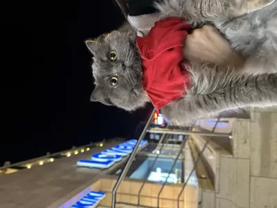 2 Yaşında Dişi British Longhair