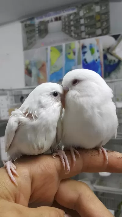 İsteyene Hobi Olarak Yada Üretim Amaçlı Muhabbet Kuşlar