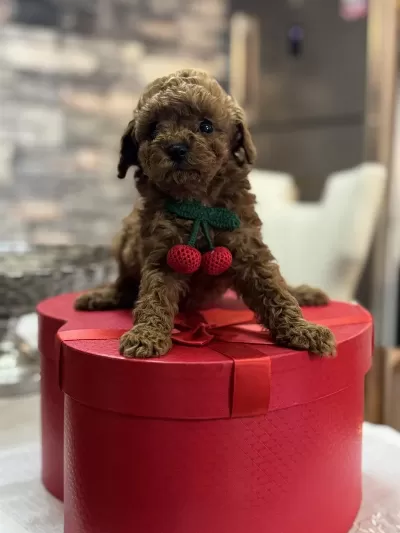 Toy Poodle Yavrusu Tarçın Rengi Ve 2 Kilo Kalıyor
