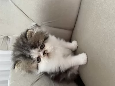 Harika Tatlı Kedimiz