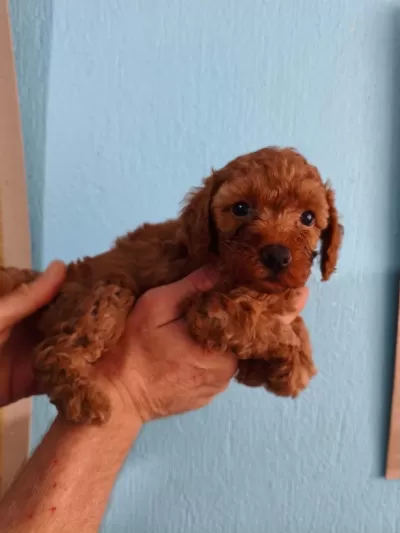 Toy Poodle Yavrular İrk Sağlık Garantili
