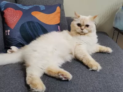 5 Yaşında Kısırlaştırılmış British Longhair