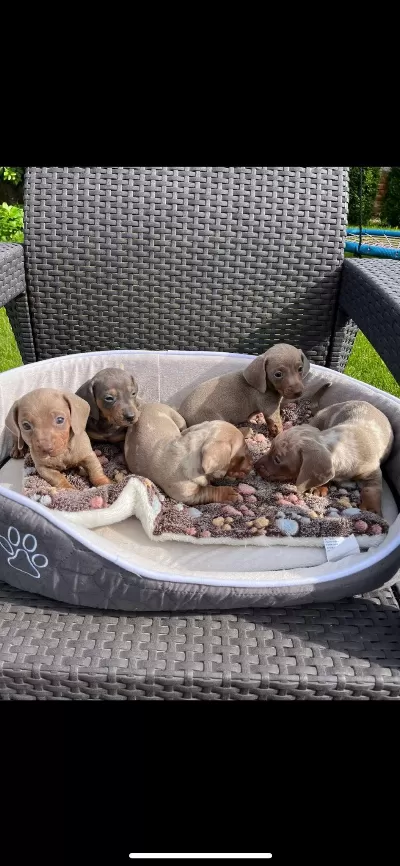 Dachshund Köpeği Yavrular