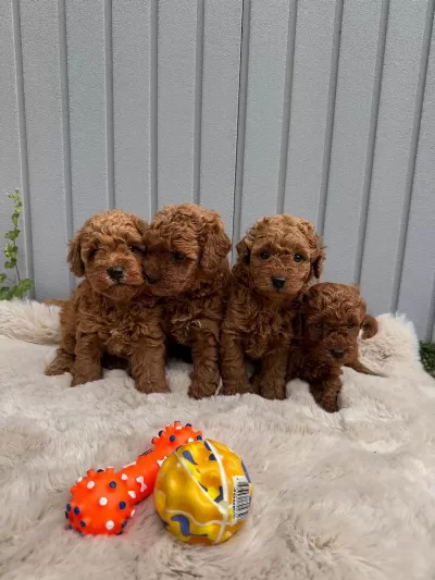 Denizli Merkez Teslime Hazir Poodle Yavrular