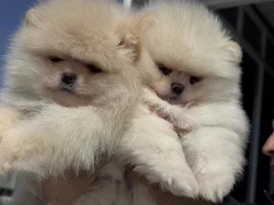 Petmode Köpek Çiftliğinden Teddy Face Pomeranian