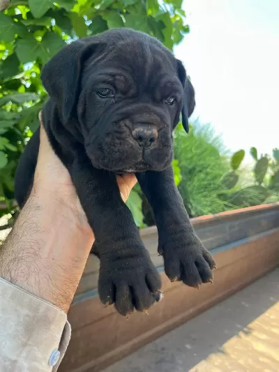 Dev Cane Corso Yavrularımız