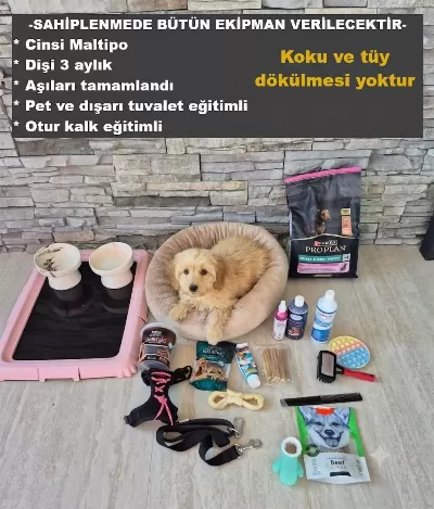 Moltipoo Ekipmanlariyla Birlikte