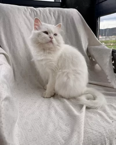 Kısır British Longhair Yeni Yuvasını Arıyor