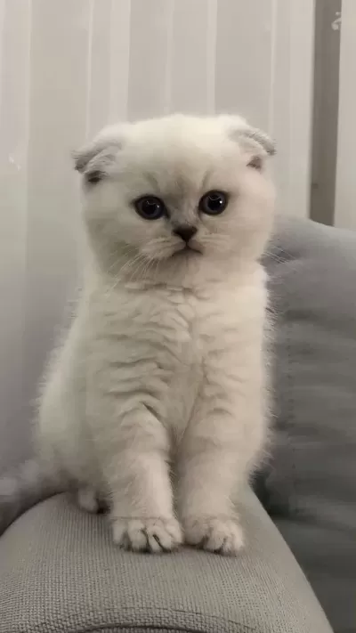 Mükemmel Kalitede British Shorthair Yavrularımız