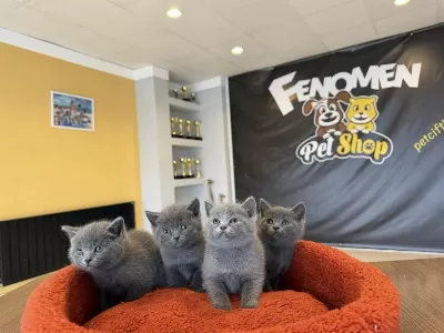 Exlusive British Shorthair Yavruları Mağazamizda Görün