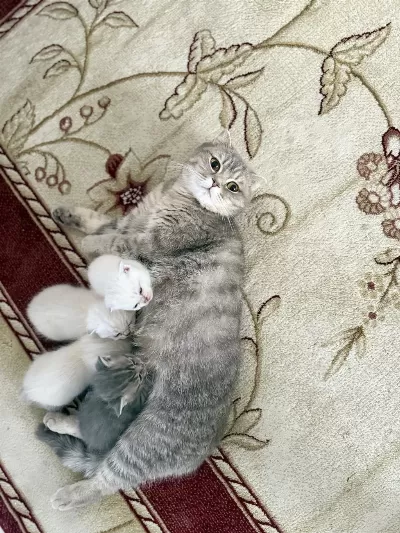 Kedimi Sahiplendirmek İstiyorum