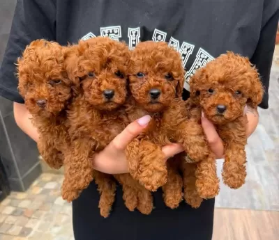 Toy Poodle İrk Garantili Yavrular