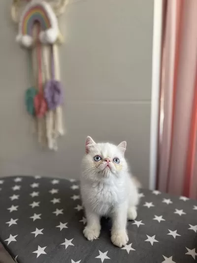 Teslime Hazir Egzotik Shorthair Yavrular