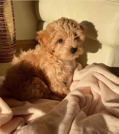 Birinci Sinif Maltipoo Yavrulari