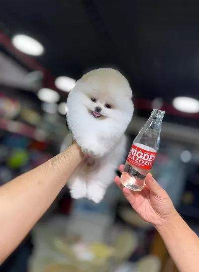 Çağrı Çemçem İn Sizin İçin Seçtiği Özel Yavrular