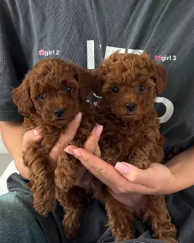 Toy Poodle Yavrulari