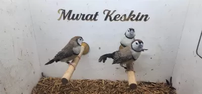 Genç Fawn Baykuş İspinozlar