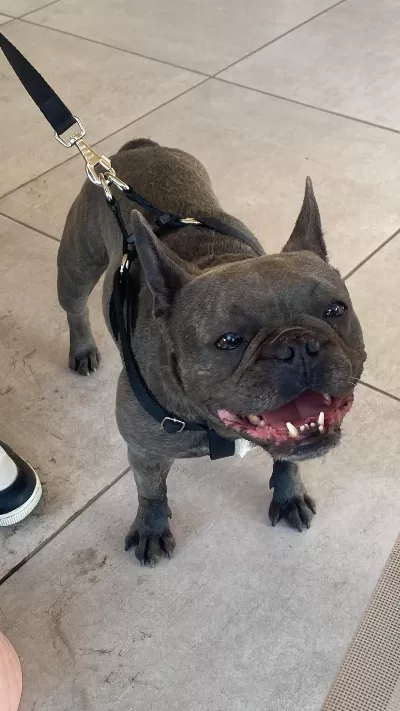 Şımarık French Bulldog Kızımızı Sahiplendiriyoruz