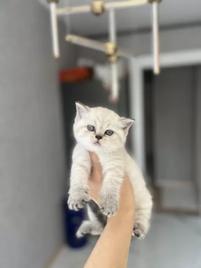 British Shorthair Silver Yavrularim