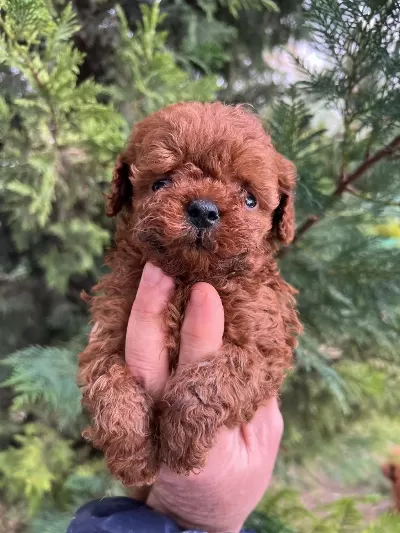 Toy Poodle Yavrularim