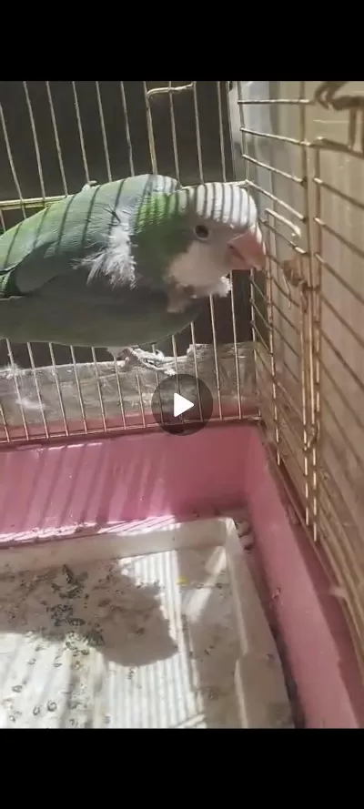 3 Yaşinda Damizlik Erkek Monk