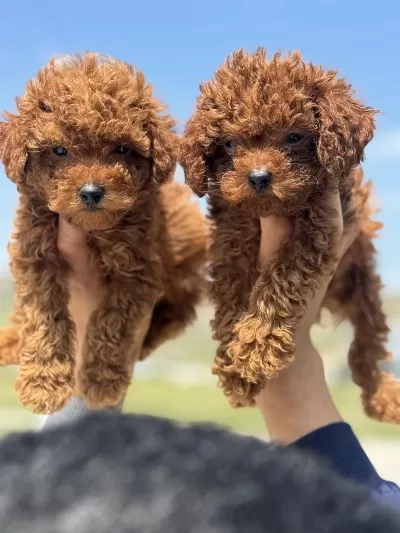 Tarım Bakanlığı Yasal Üretim Çiftliğinden Toy Poodle