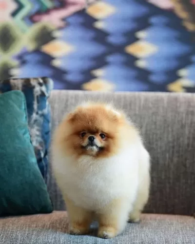 Pomeranian Boo Yavrulari
