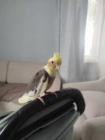 2 Aylık Sultan Papağanı