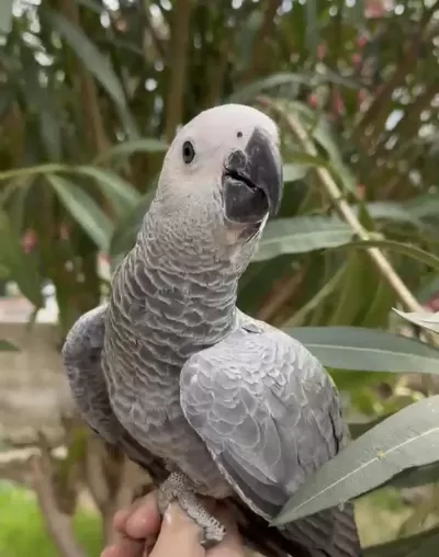 Harika Bebek Jako Papağanı