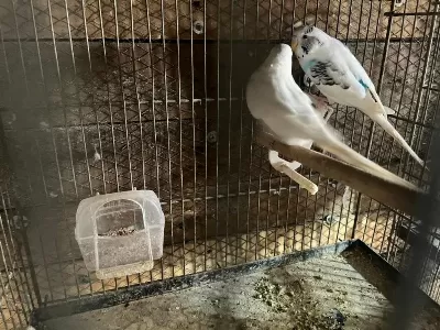 Yavru Garantili Muhabbet Kuşu Takımlar