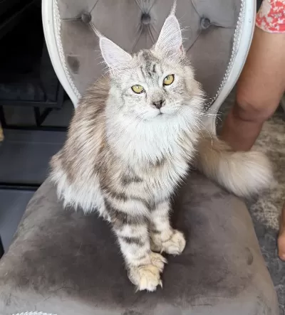 Maine Coon Xxxl Polydactyl Dişi Silver 66/66