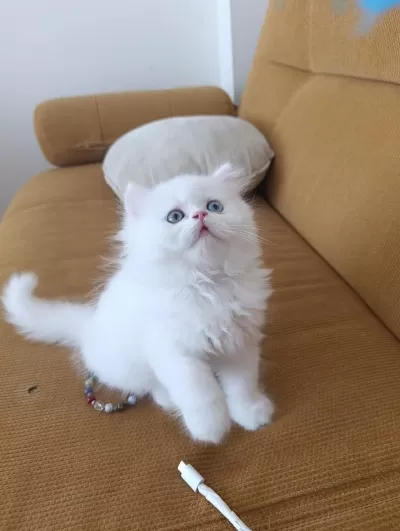 Eşsiz Göz Rengine Sahip British Longhair Yavrum