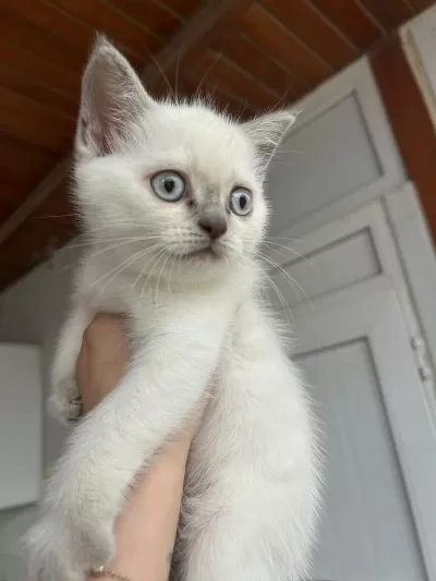 2 Aylık Safkan British Shorthair Yavrular