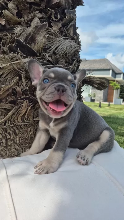 Blue French Bulldog Yavruları İstanbul